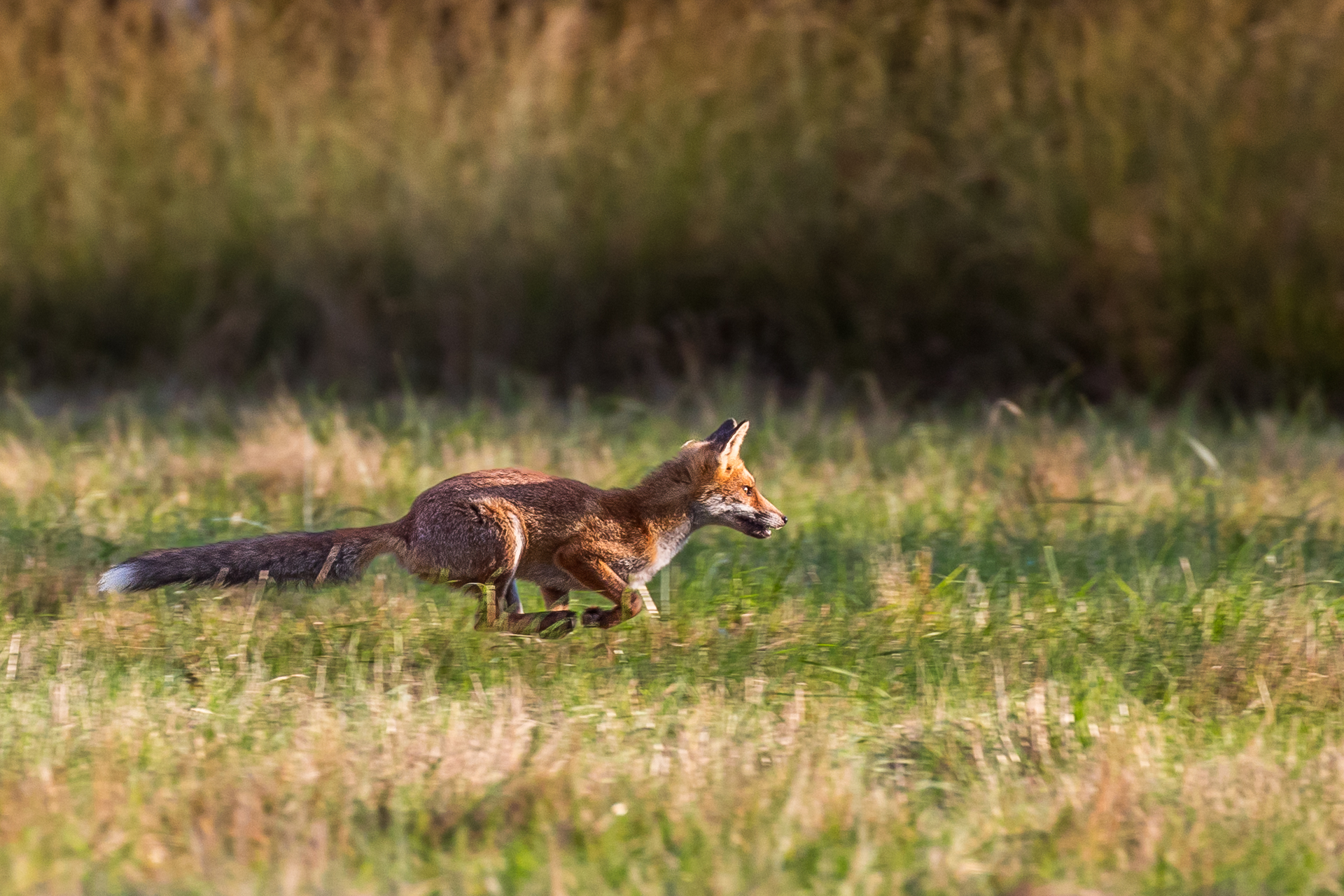 La guerre aux "nuisibles" ne réduit pas les dégâts